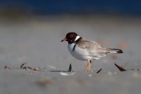 Kulik cernohlavy - Thinornis cucullatus - Hooded Plover o5024